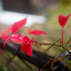 Illustration for article titled 76 Stunning Photos Of Fall Leaves